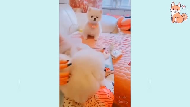 Cute Puppies 😍 Cute and Smart Puppies, how cute