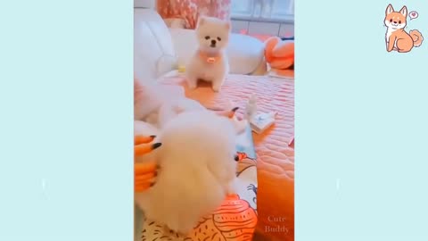 Cute Puppies 😍 Cute and Smart Puppies, how cute