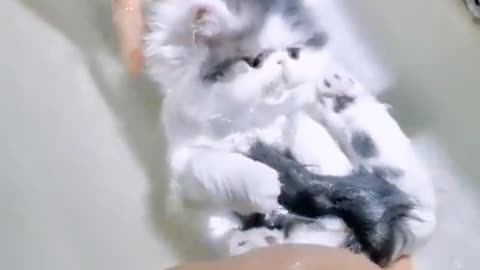 Cute Kitten floating on water ...