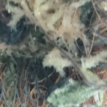 Tadpoles & Froglets Underwater Video