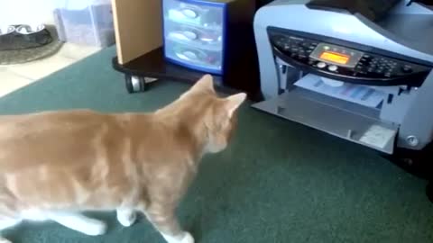 CAT VS PRINTER (Funny Animals)