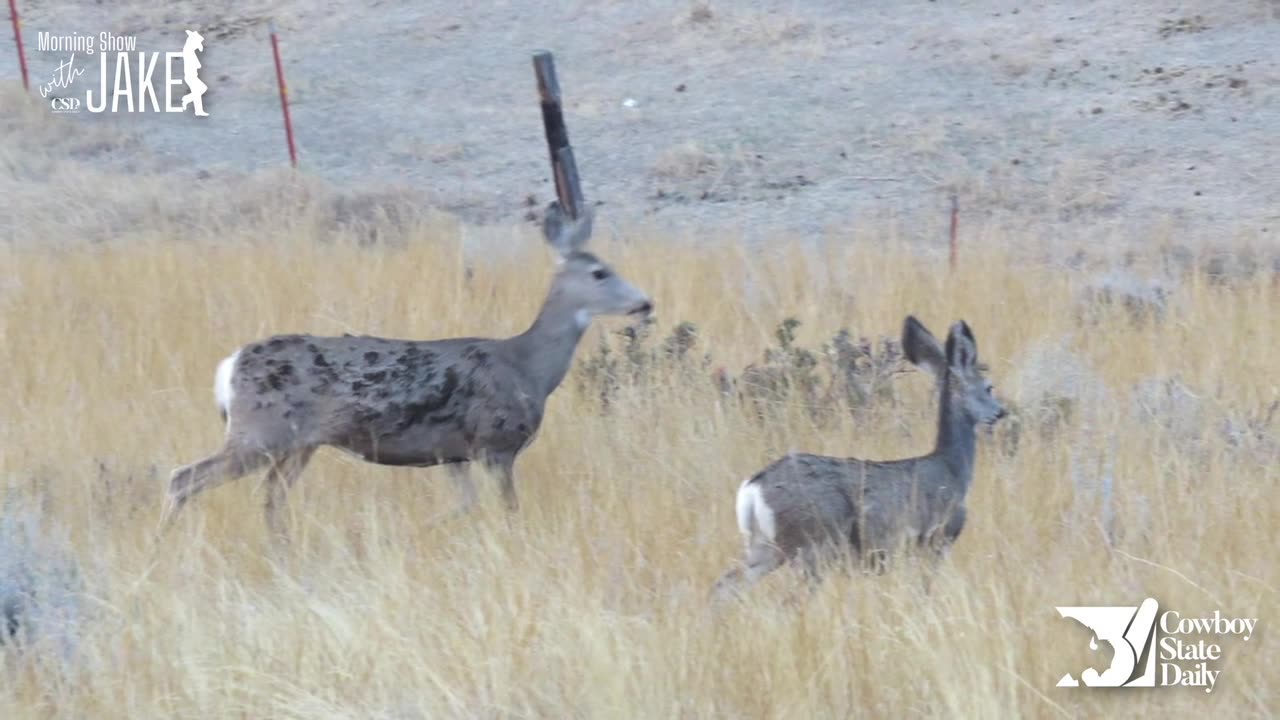 Wyoming Doe Saves Her Two Fawns From Elk Fire & She Has Marks To Prove It