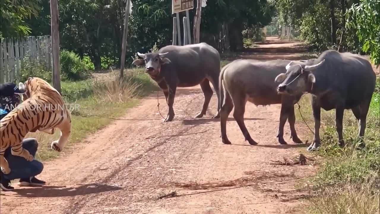 Fake Tiger Prank on Cow So Funny Try Not to Laugh Funniest Prank 2021 1080pFHR😂😂🤣