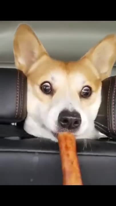 Cute Dogs Reaction🧡/Short videos20