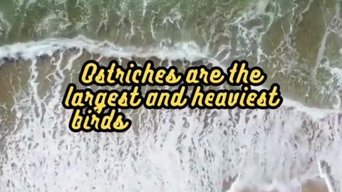 Animal Facts Ostriches #shorts