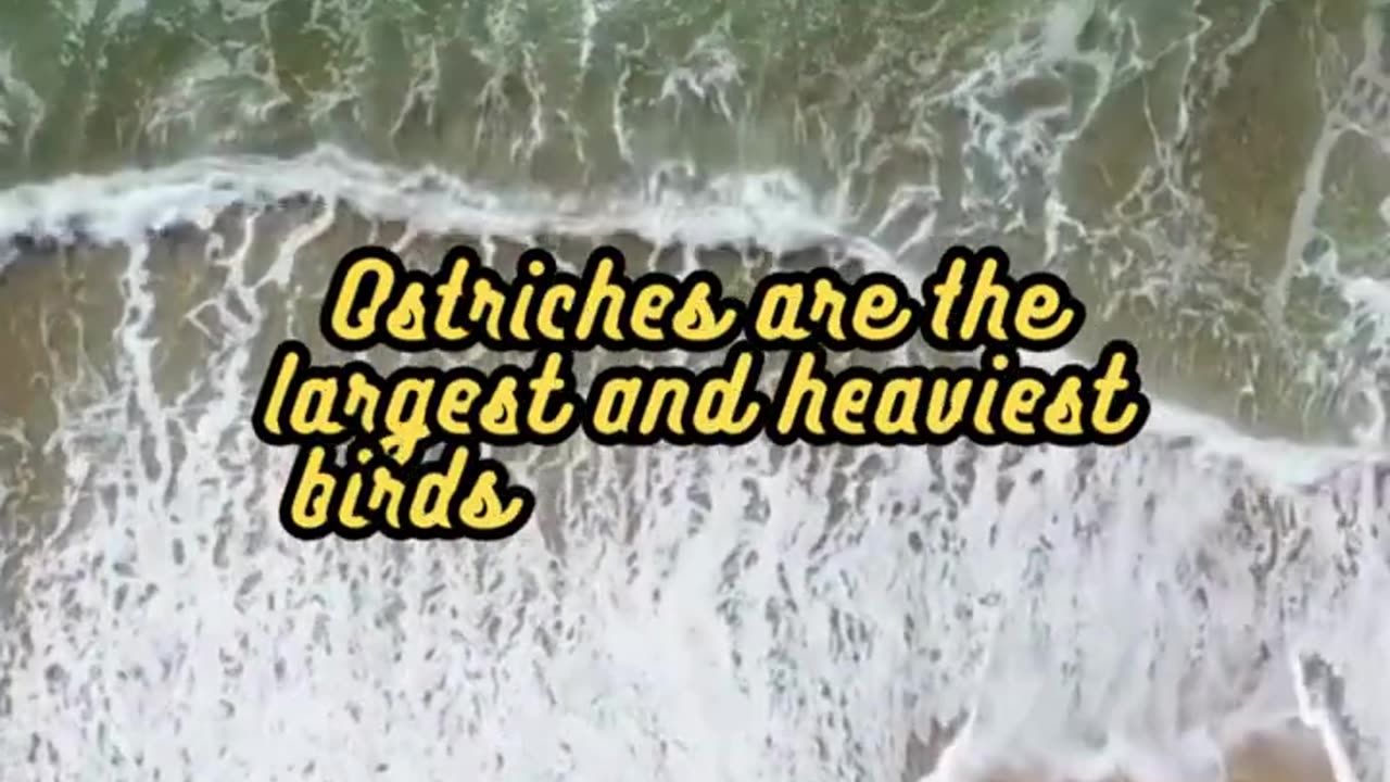 Animal Facts Ostriches #shorts