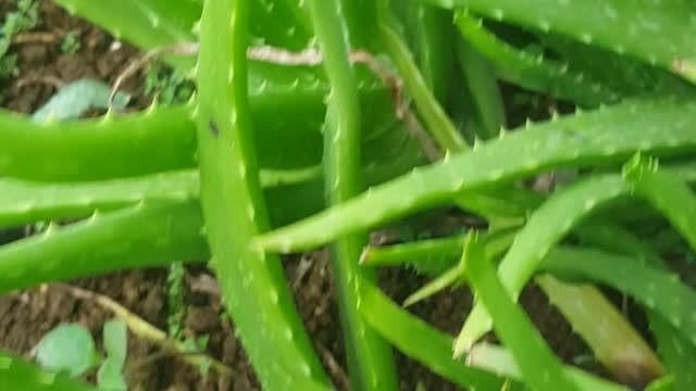 Aloevera plant