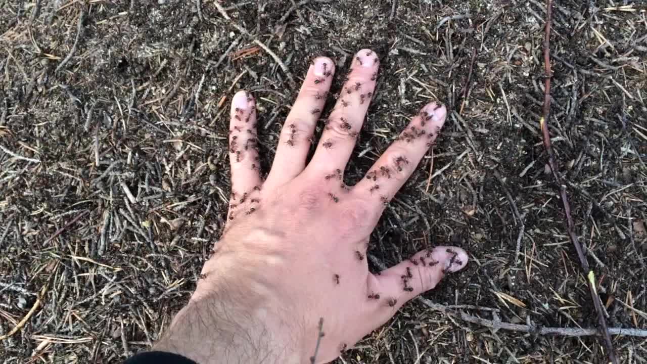 I put my hand in the anthill