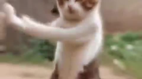 dancing cat