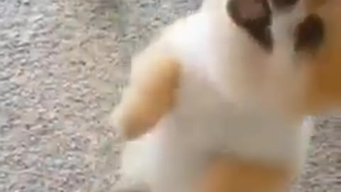 Cute Dog #short