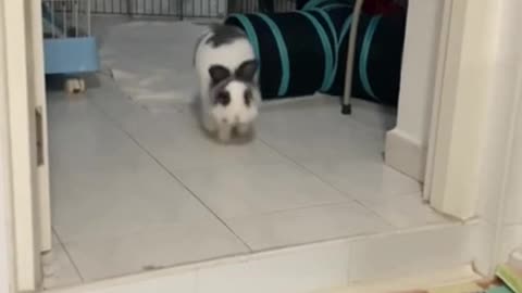 Pocky the running Bunny in slow motion 😍