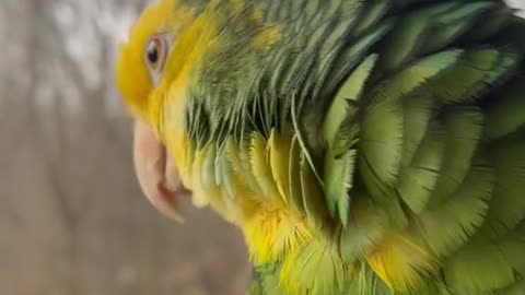 A funniest cheerful parrot