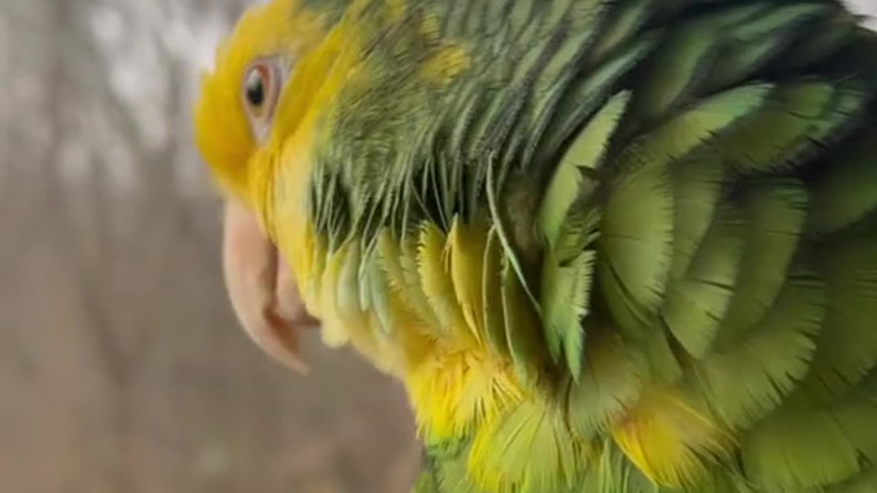 A funniest cheerful parrot