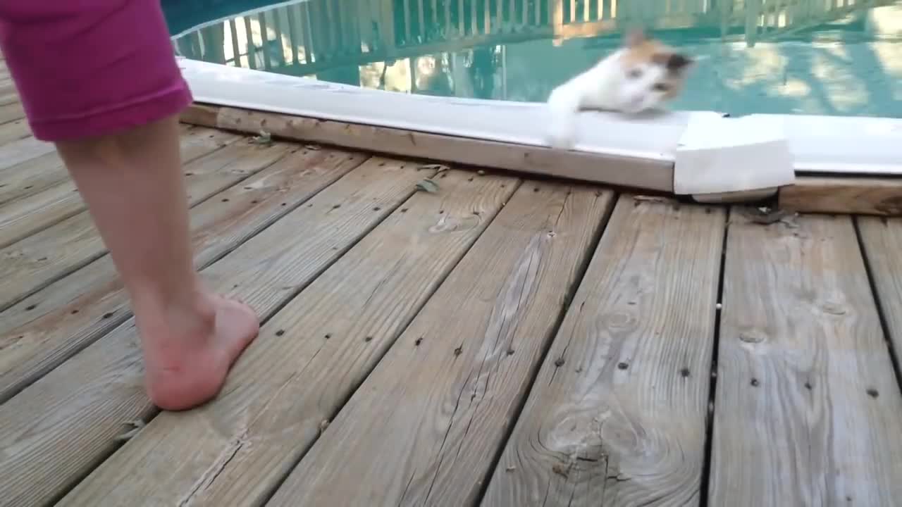 Epic Cats Hate Falling in Water