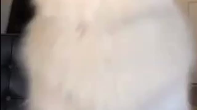 Cute dog