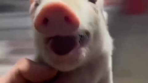 Funny animal videos. I sincerely hope you enjoy it;