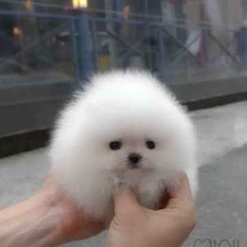 Cute Dog