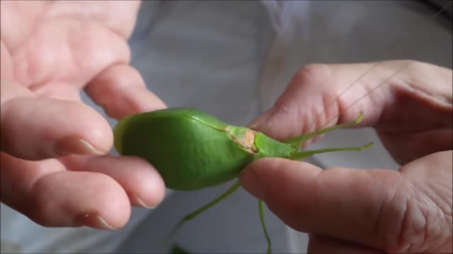 Sound of a leaf bug