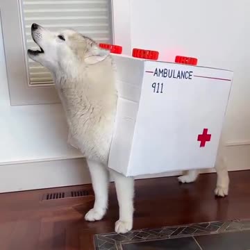 When You Make A Halloween Costume For Your Dog That Utilizes His 'Special Talent'