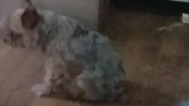 Small grey and brown dog sitting on butt rotating in circles on wood floors