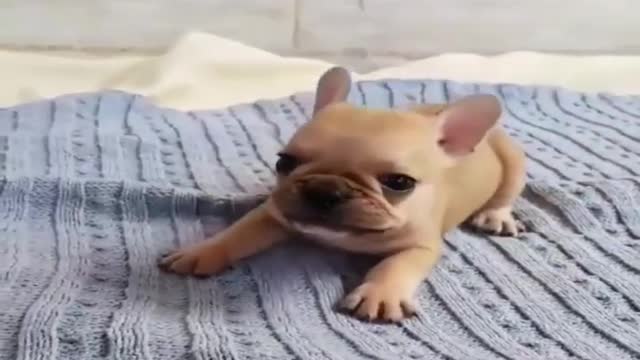 He hasn't learned to walk yet