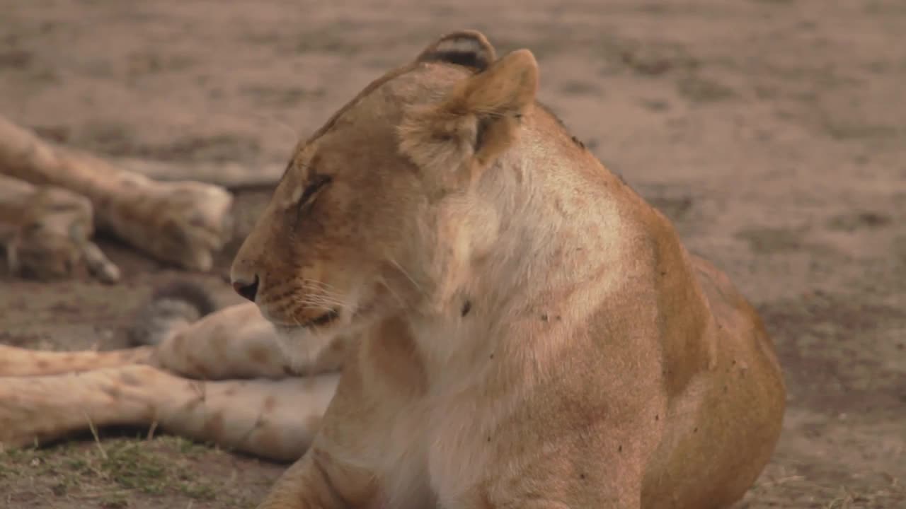 lioness licking her lips - Stock Video Footage - Artgrid.io-