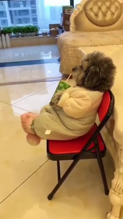 Funny dog videos try not to Laugh clea