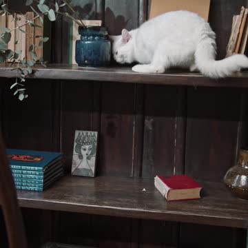 A White Cat Jumping Off From The Book Shelves