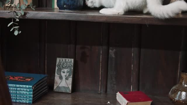 A White Cat Jumping Off From The Book Shelves