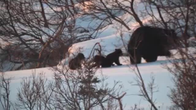 "Mother Bear and Cubs Walking Through Snow" "Royalty Free Video Footage"☆