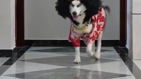 Fashion Showpet Funnyvideos Dog