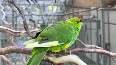 # Close up of a Red Crowned Parakeet