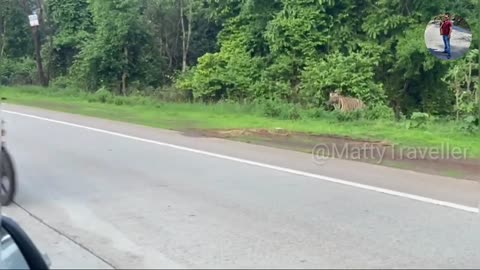 Tiger Crossing Road