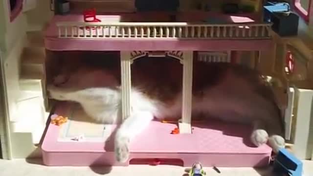 the cat and the playmobils house