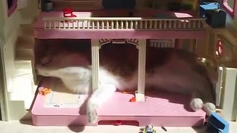 the cat and the playmobils house