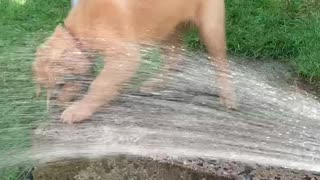 Sam and the water hose