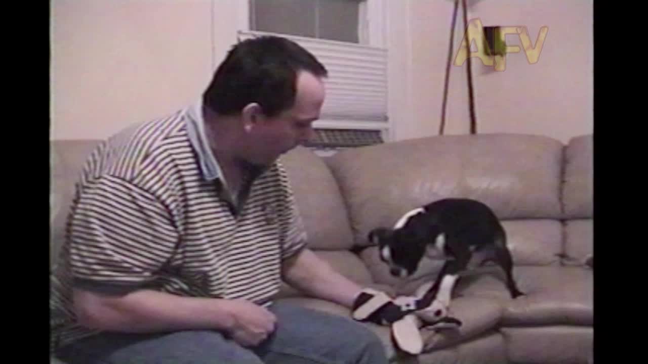 Dog Helps Man Practice CPR On A Puppet