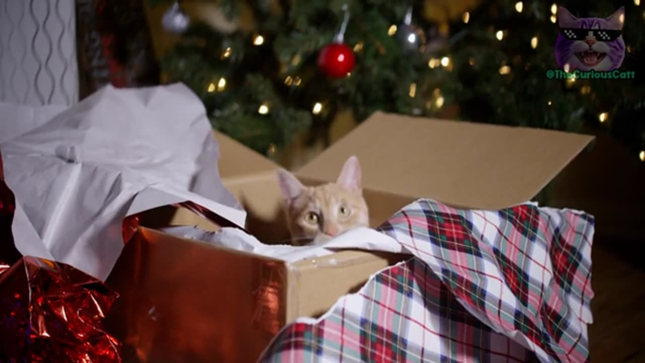 The SECRET Behind CATS' OBSESSION with BOXES! 🐈