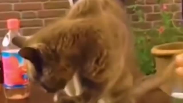 Who took my glass😂😍 | Funny cat videos