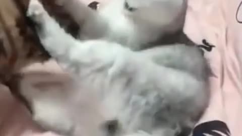 Funny Cats Crazy Animals Videos TikTok 2021