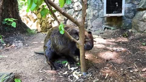 Beaver cuts a tree