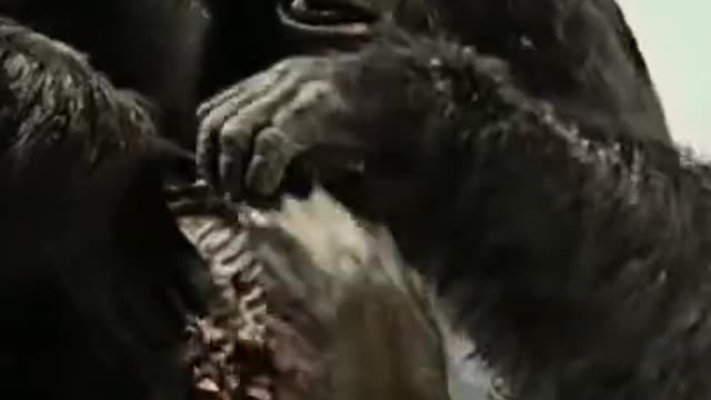 Kong Attitude 999+