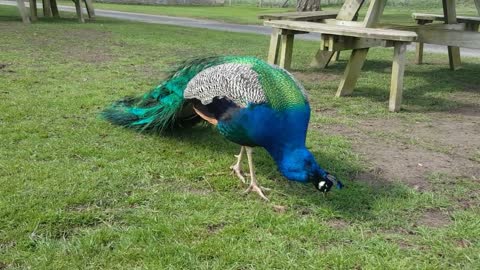 Beautiful Peacock 😍