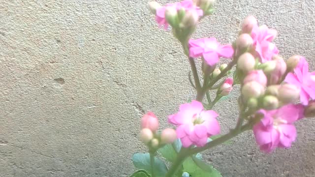 Do you know the name of this flower?