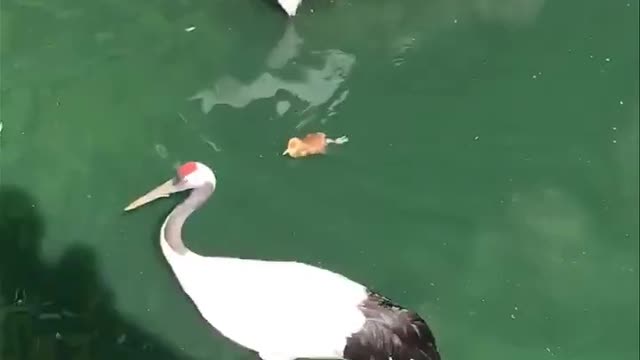 Watch the first swim of this little bird under the supervision of parents