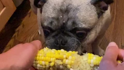 YUM!!! Our little puggy girl Melon loves corn.