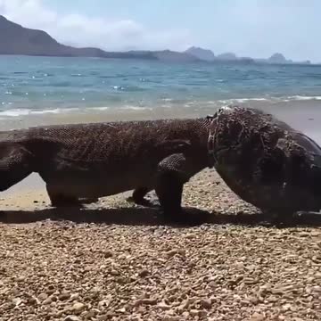 One strange looking hat