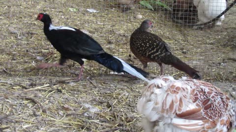 Painted silkie mother and a chick