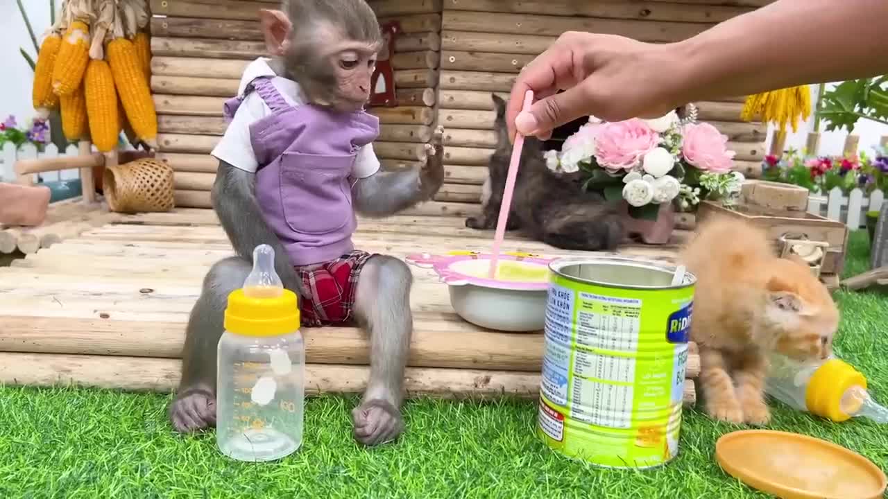 Do you like cats or monkeys