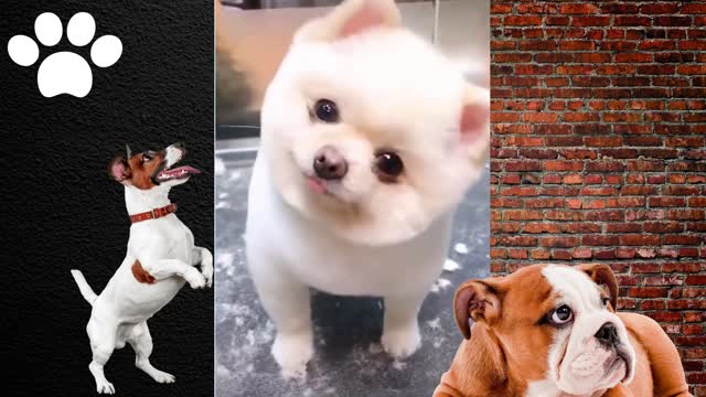 Dogs Funniest Moves